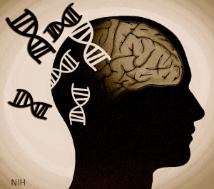 Genes+brain